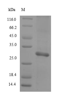 Rat MCPT2 protein
