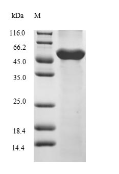 Zebrafish COPS2 protein