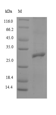 Rabbit ITGB8 protein