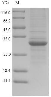 Human HLA-DRA protein
