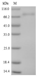 Mouse ISM1 protein