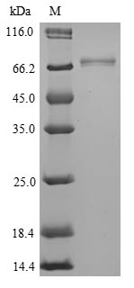 Mouse ISM1 protein
