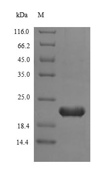 Human TERT protein