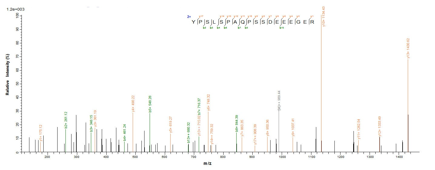 Human SPI1 protein