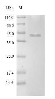 Bacterial CLPP2 protein