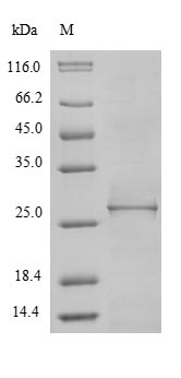 Bacterial CLPP2 protein