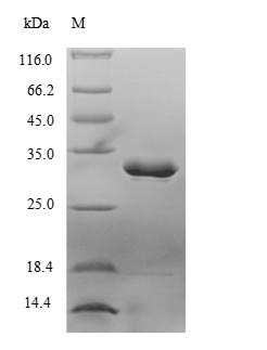 Animal Limulus clotting factor C protein