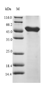 Mouse VRK1 protein