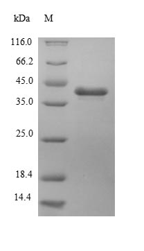 E. coli HPH protein