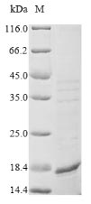 Bacterial GLCB protein