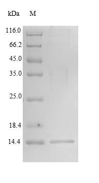 Human OXT protein