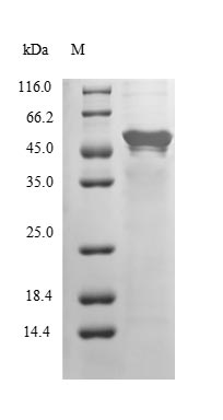 Human COPS2 protein