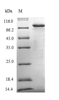 Human IGHG1 protein