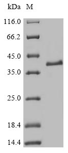 Mouse MAFK protein