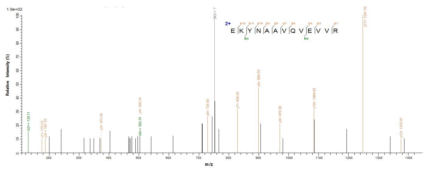 Mouse WNT7B protein