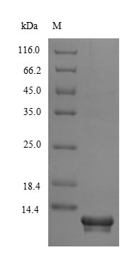 Human SLURP1 protein