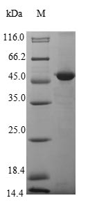 Mouse EGFL8 protein
