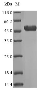 Human ATP5B protein