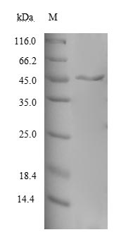 Human MAGEA10 protein