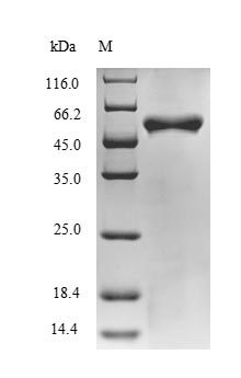 Bacterial BH0637 protein