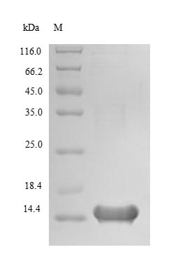 Human LCE3A protein