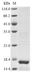 Viral ORF7 protein