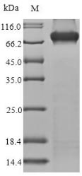 Human MUT protein
