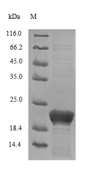 Human Dermcidin protein