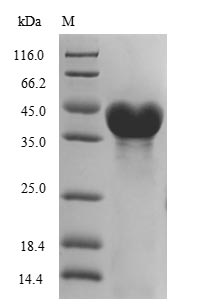 Bacterial LIGA protein