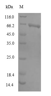 Human MIER2 protein