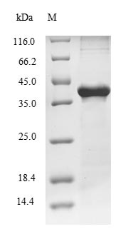 Rat CPA1 protein