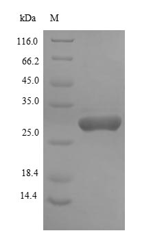Bacterial Alkaline phosphatase protein