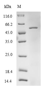 Human TUFM protein