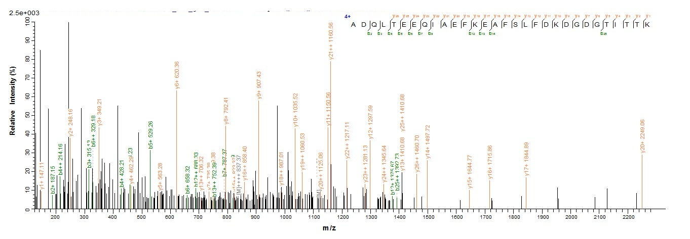 Rat CALM1 protein