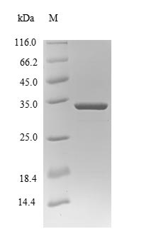 Bovine S100A9 protein