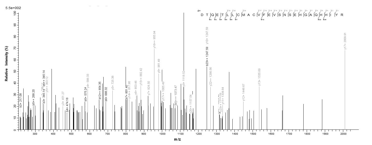 Human TEAD1 protein