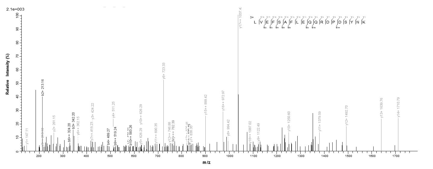 Human TEAD1 protein