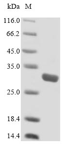 Mouse SLAMF7 protein