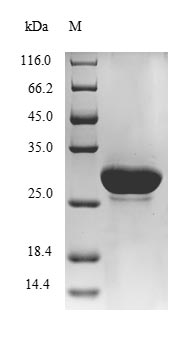 E. coli LOIP protein