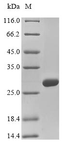 Mouse Collagen IV protein