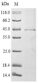 Mouse FCER1A protein