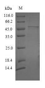 Plant OS03G0263600 protein