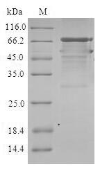 Human STEAP2 protein