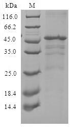 Human CXCR3 protein