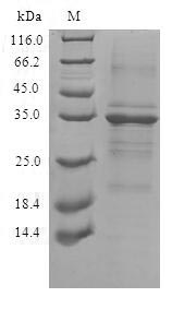 Human TMEM59 protein