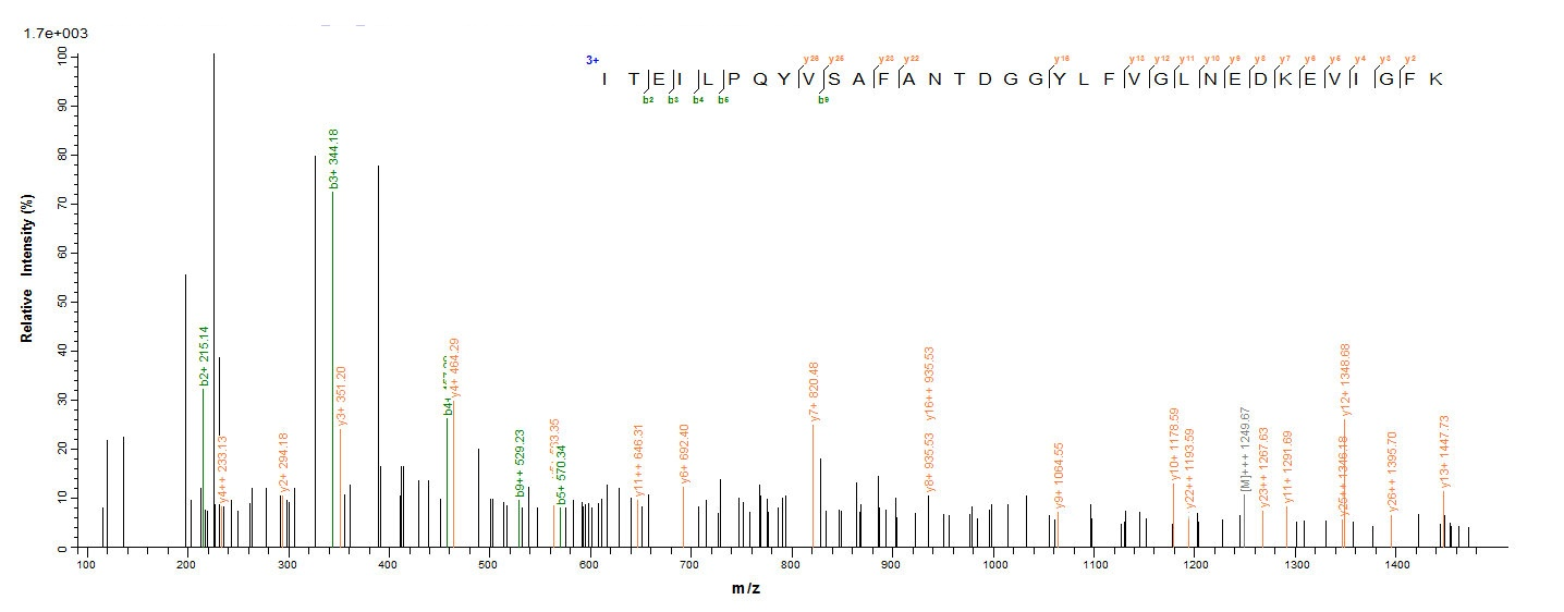 Human SLFN12L protein