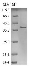 Human PERP protein