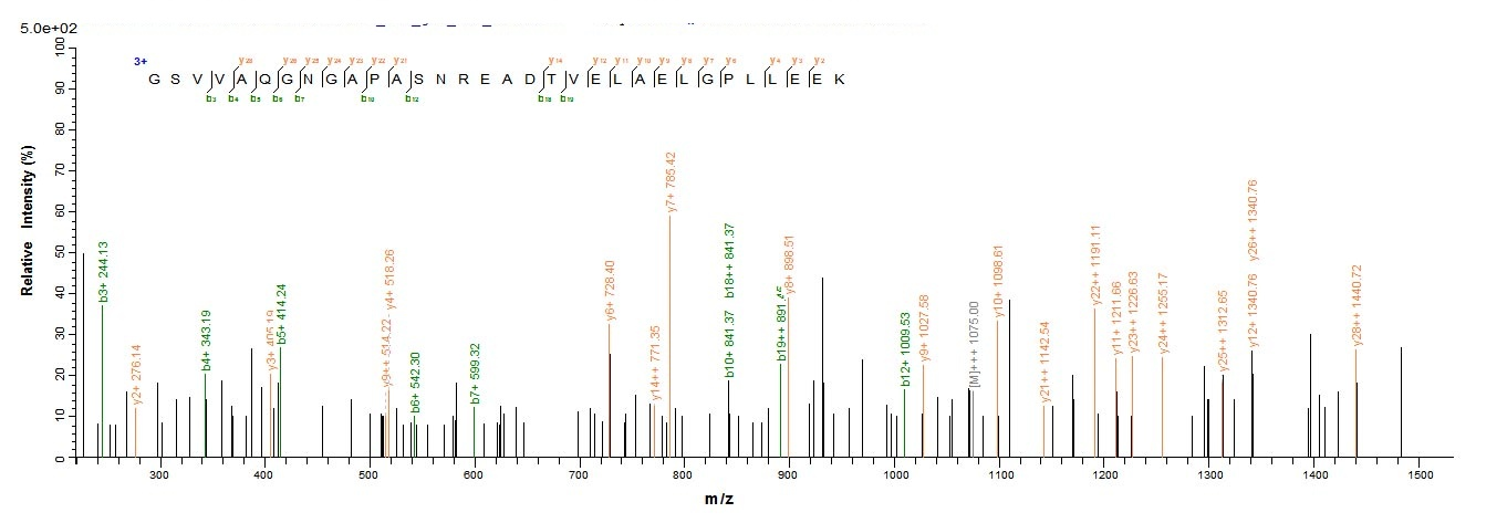 Human ADIPOR1 protein