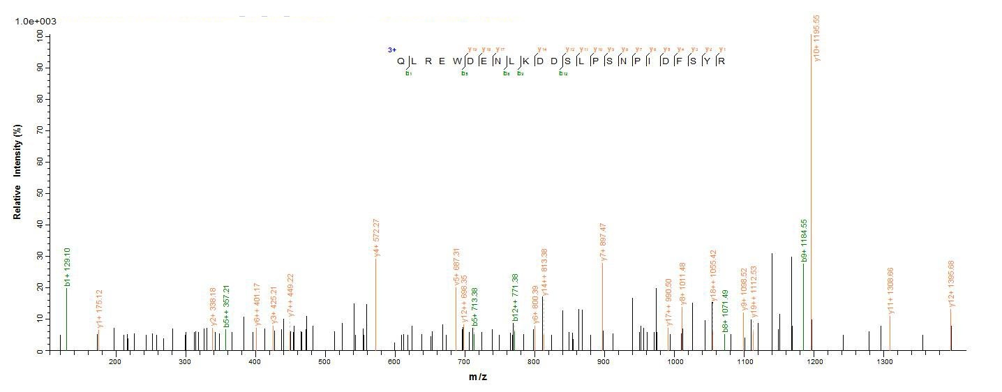 Human CRBN protein