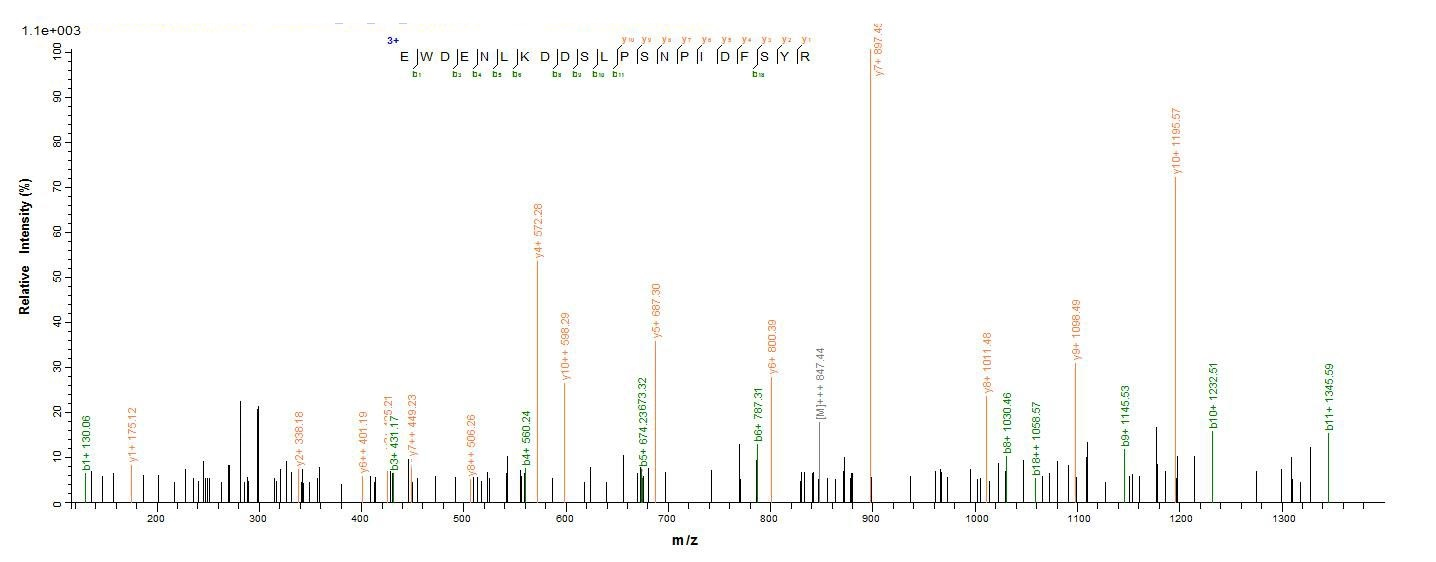 Human CRBN protein